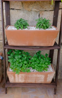Frischer Basilikum und Salbei in Terracottakübeln an der Aussenküche des Ferienhaus Villa Ella.